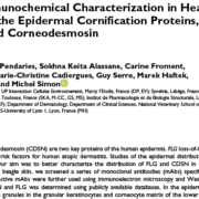 Dog Skin - Epidermal Cornification Proteins