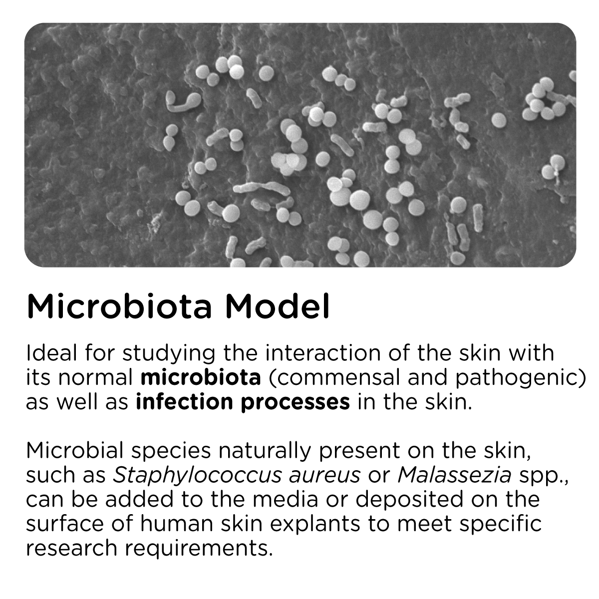 Human skin explant_ex vivo skin model_Healthy-skin-explants_skin microbiota model